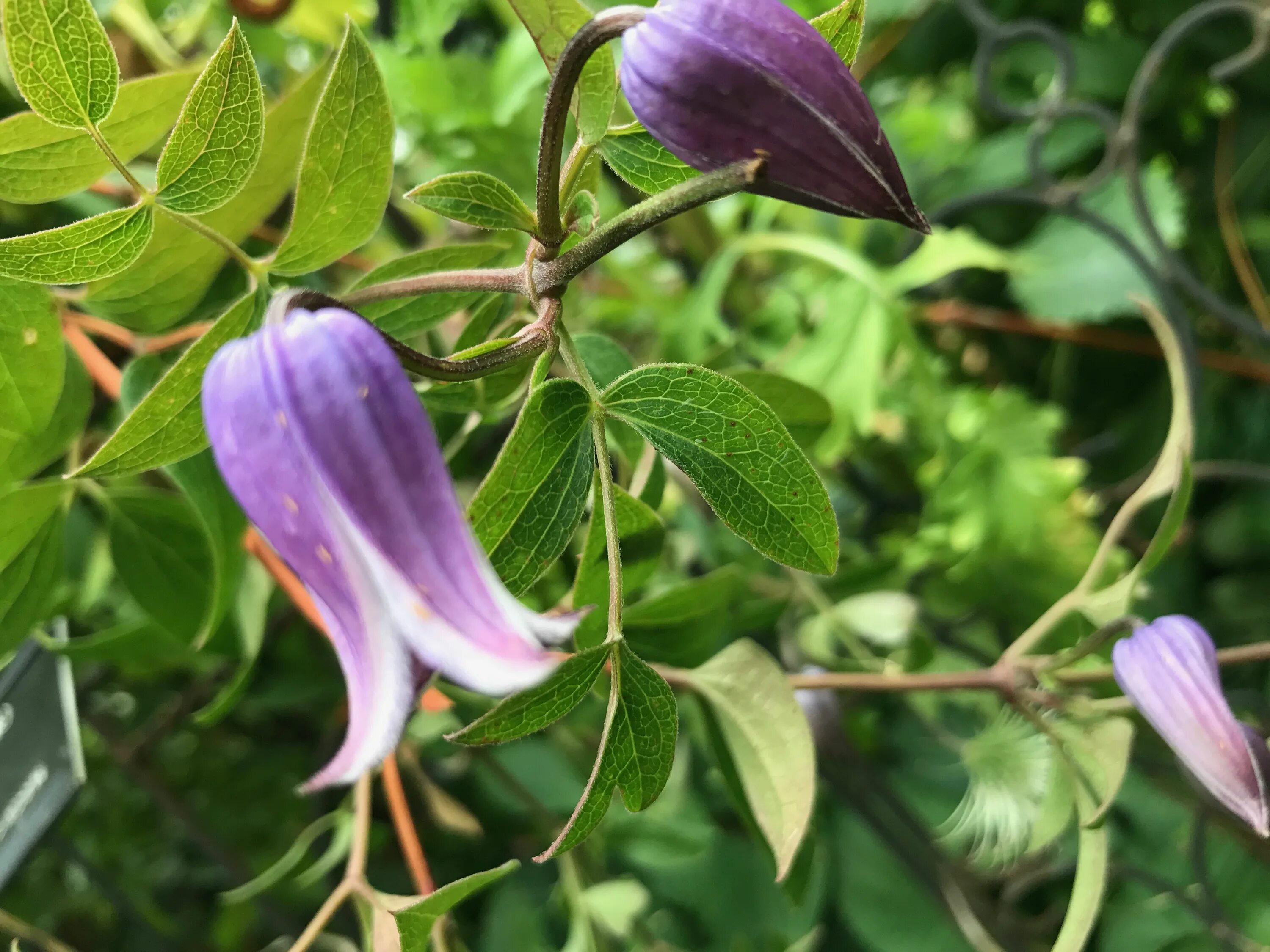 Клематис софи фото Clematis Sophie