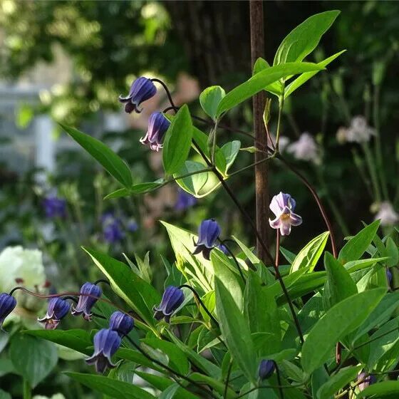 Клематис софи фото Clematis 'Sophie' - viorna klemátisz Florapont