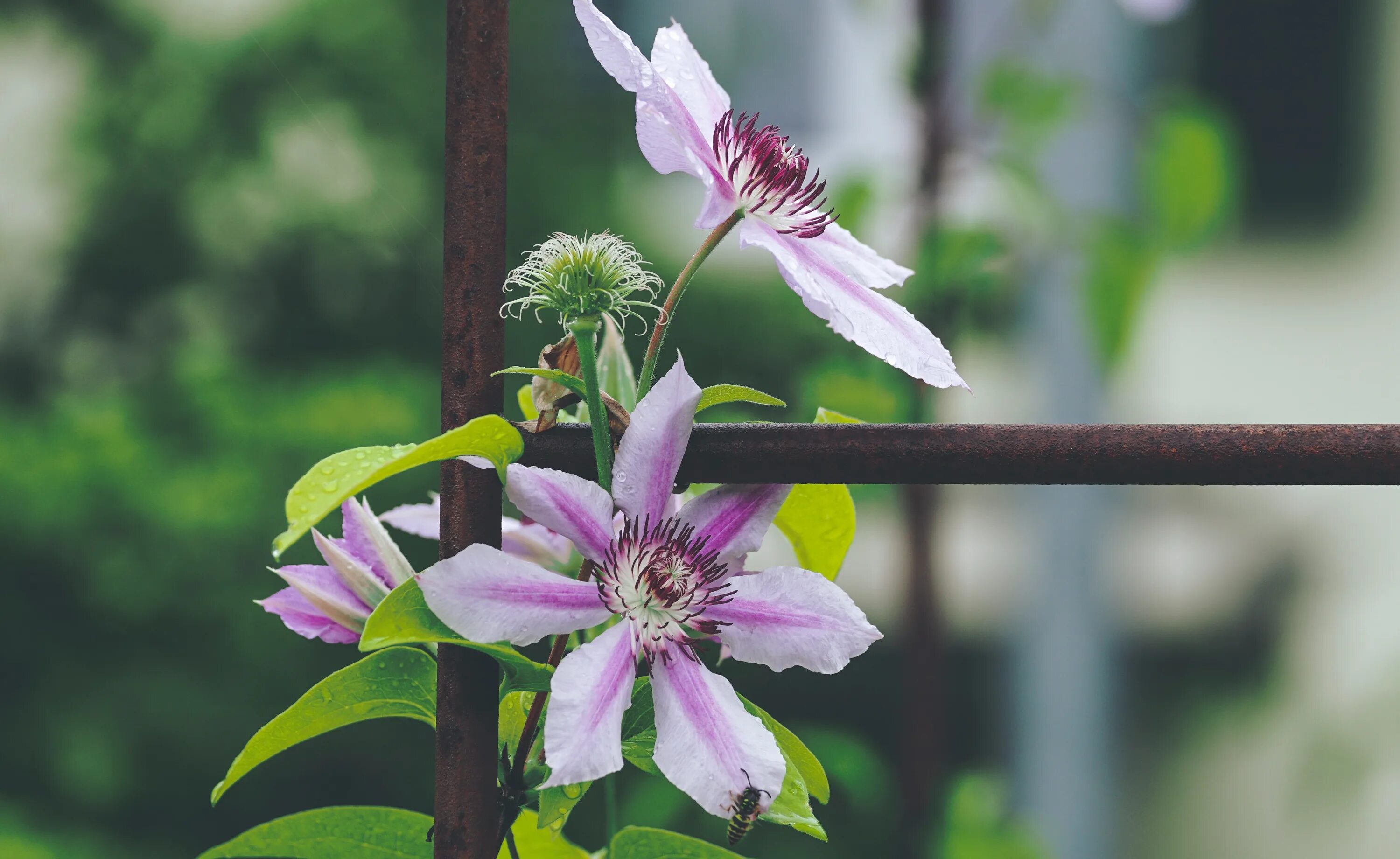 Клематис софи фото Free Images : flowering plant, petal, passion flower, passion flower family, cle
