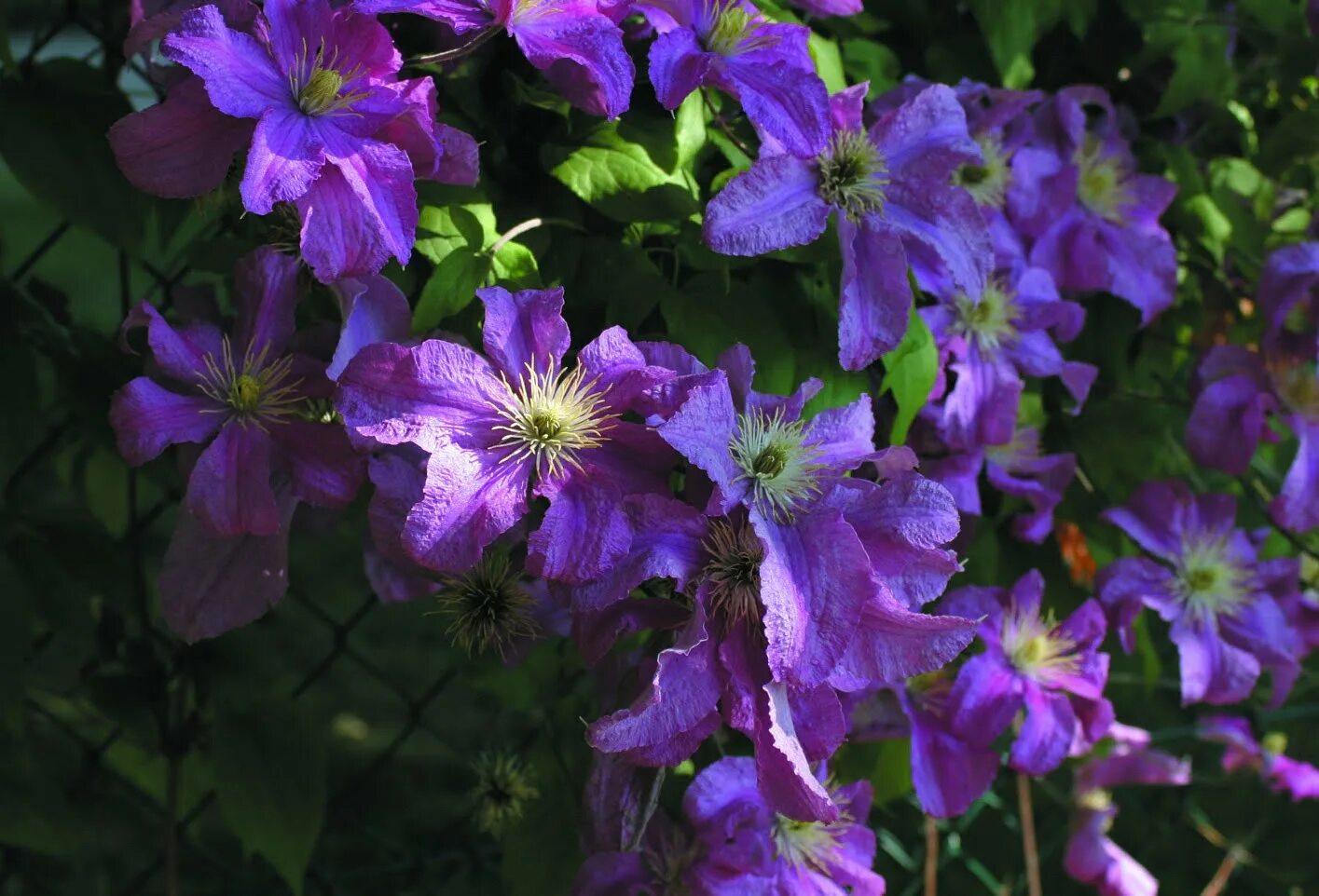 Клематис софи фото Storblommig klematis Clematis 'Comtesse de Bouchaud' Sveriges Trädgårdsmästare