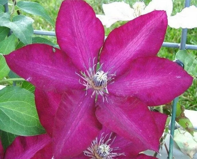 Клематис солидарность фото отзывы Clematis 'Solidarnosc' Flowers 4