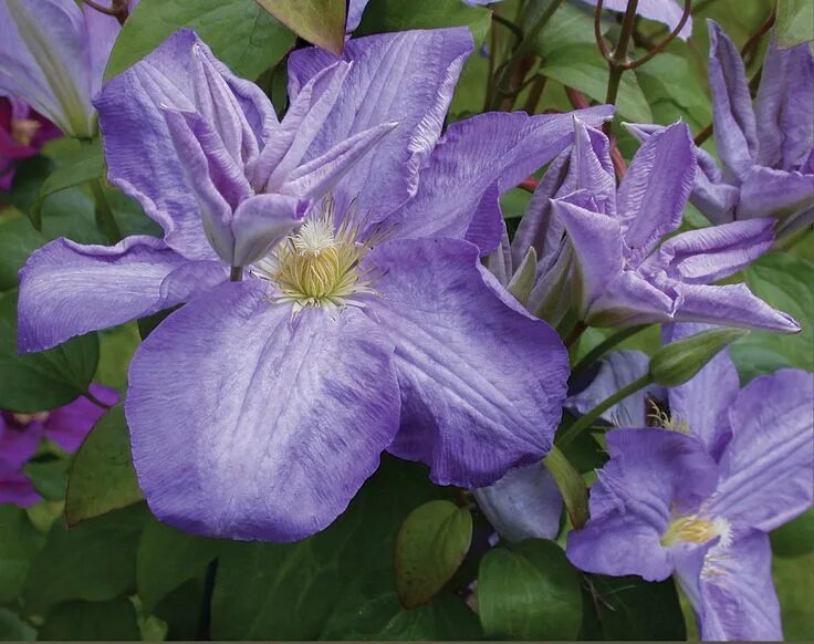 Клематис солина фото Silmakivi ™ - Queen of the Vines - Clematis hybrid Clematis, Clematis vine, Plan