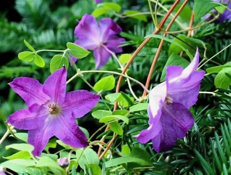 Клематис солина фото Клематис (Clematis) "Солина" лилово-розовые, обрезка 3 (сильная) 2л. купить в Ек