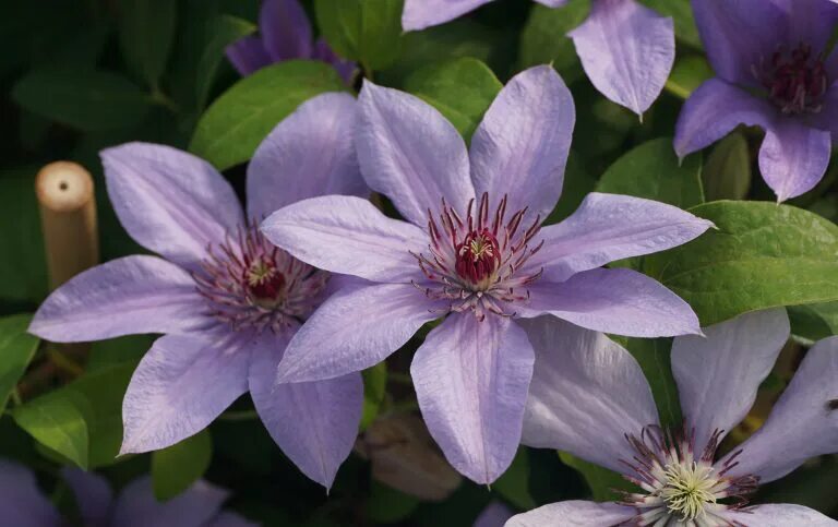 Клематис солина фото Gardening Tips - Sheridan Nurseries Sheridan nurseries, Gardening tips, Clematis