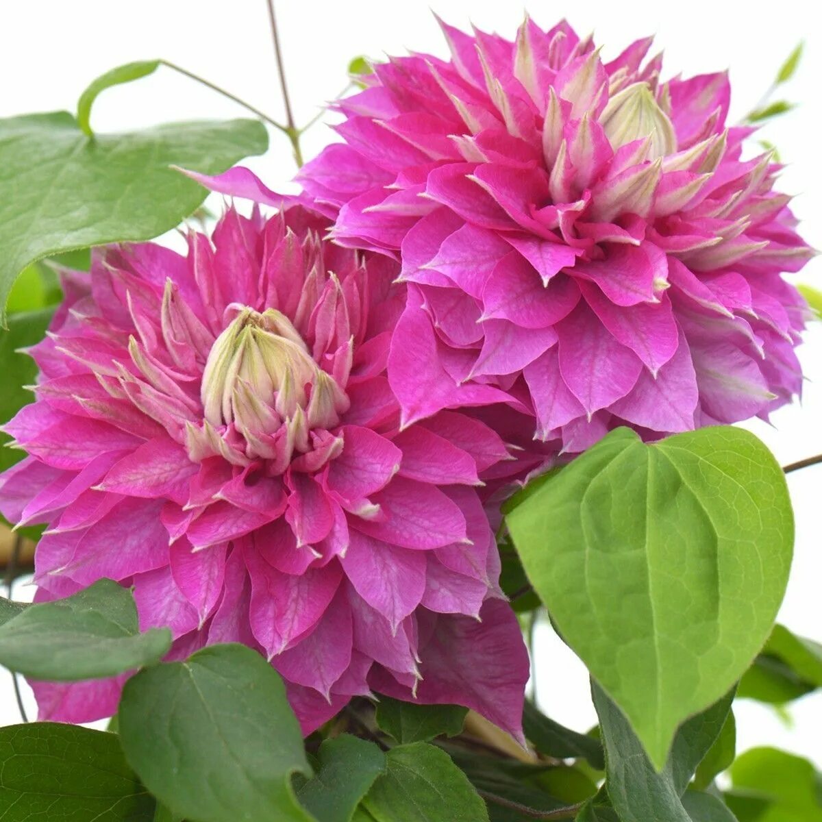 Клематис сорт кайзер фото Die Clematis 'Kaiser' PBR 'Blushing Bridesmaid' mit großen, rosafarbenen Blüten 