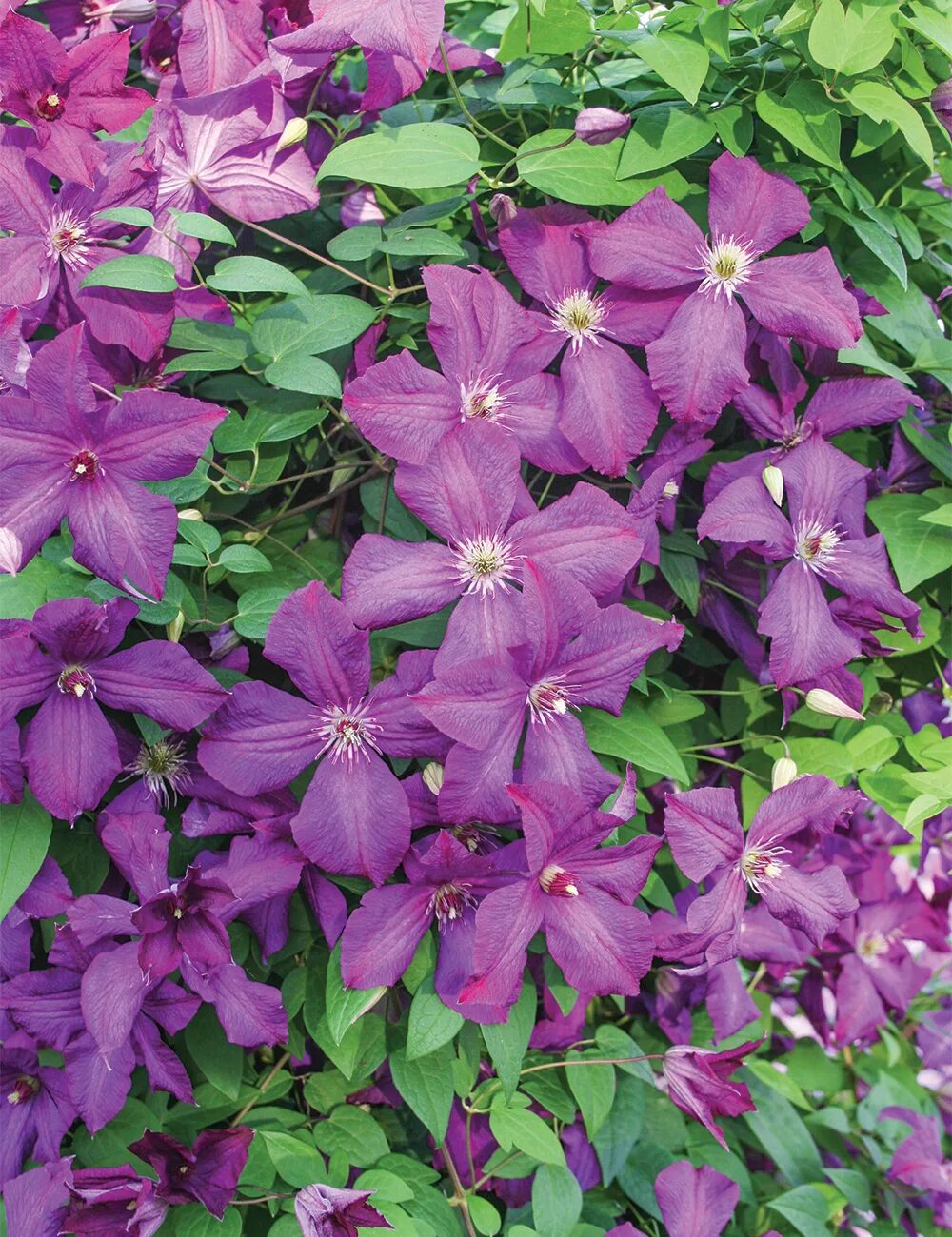 Клематис спирит фото Viticella Clematis 'Polish Spirit' - Tesselaar