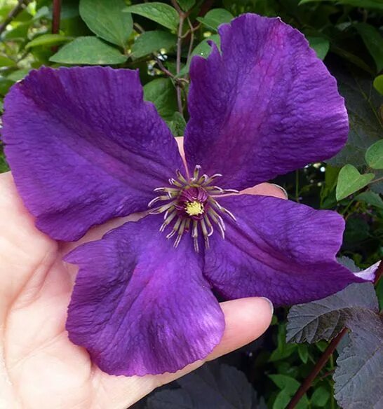 Клематис спирит фото Pin on Clematis
