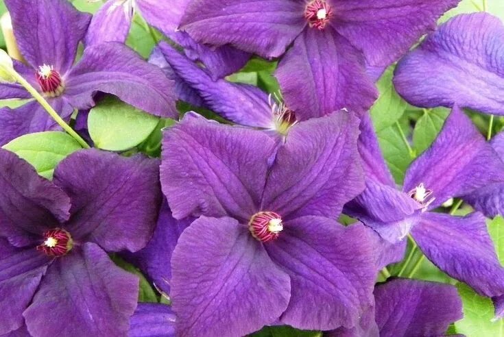 Клематис спирит фото Clematis 'Polish Spirit'