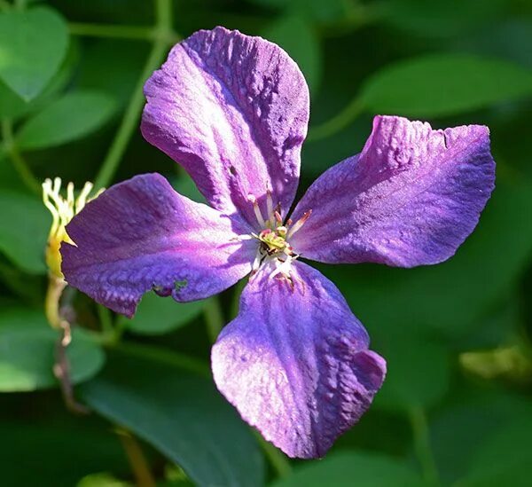 Клематис спирит фото Climbing vine. Clematis polish spirit. Clematis, Perennials, Climbing vines