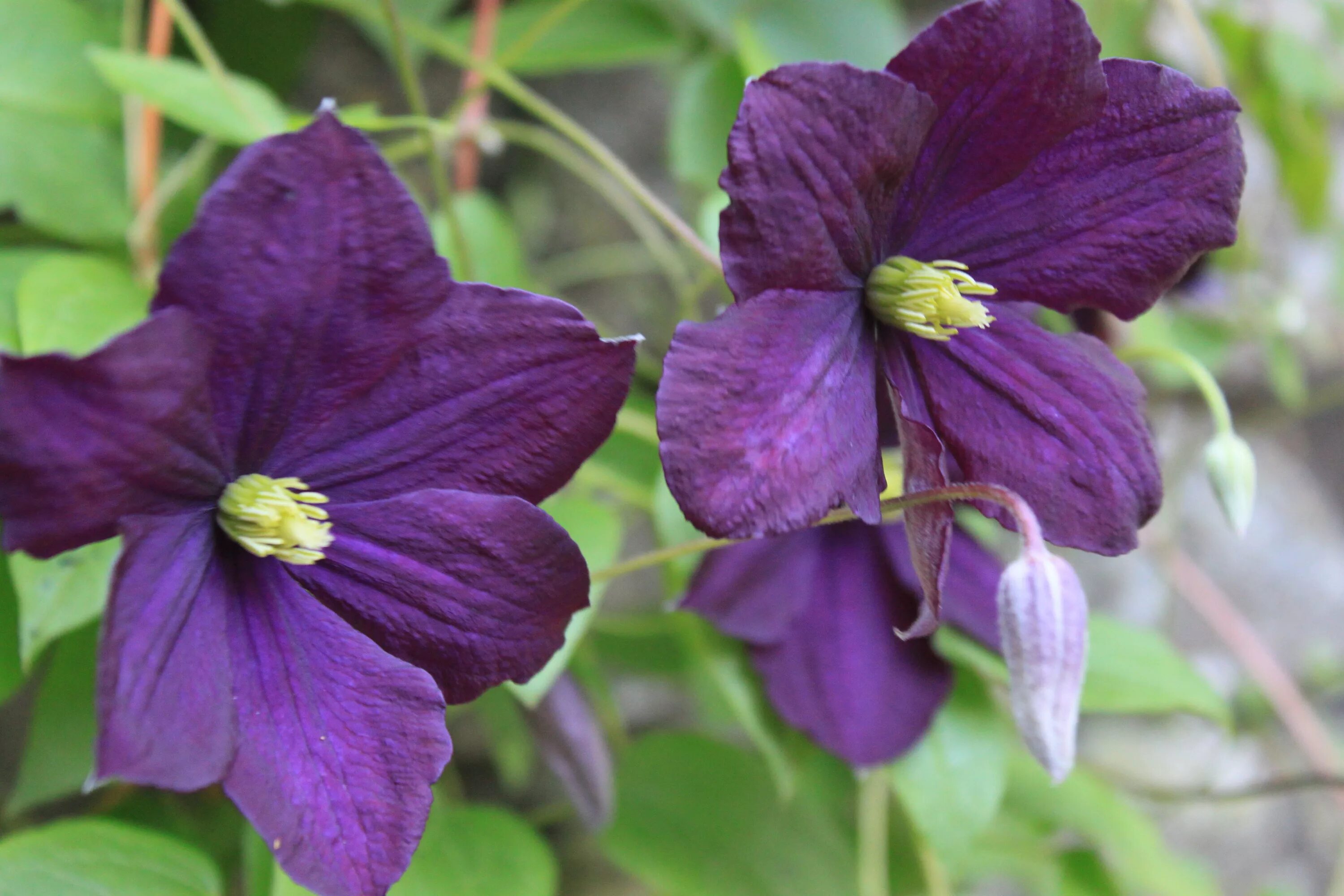 Клематис спирит фото Clematis "Polish Spirit" Clematis, Plants, Flowers