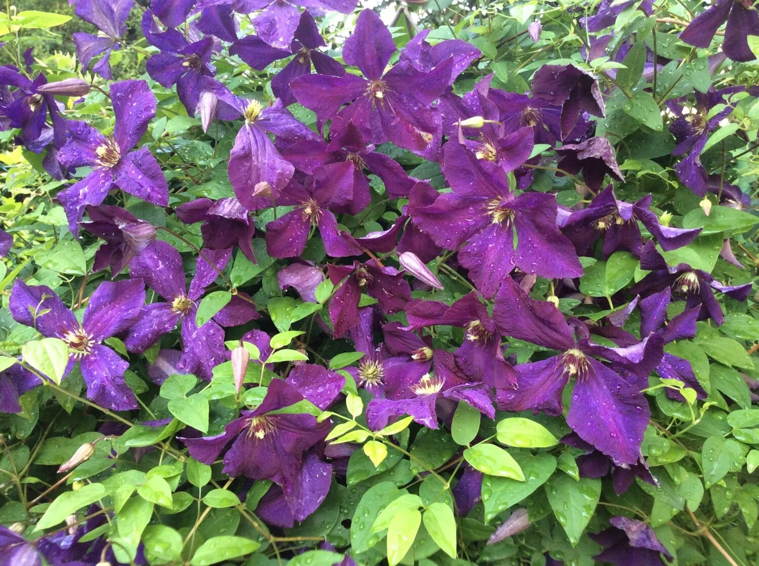 Клематис спирит фото Powojnik CLEMATIS Polish Spirit Internetowy sklep ogrodniczy Podkarpackie Sady