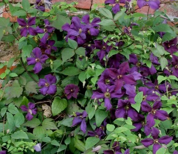 Клематис спирит фото viticella Polish Spirit Clematis vine, Clematis, Clematis varieties