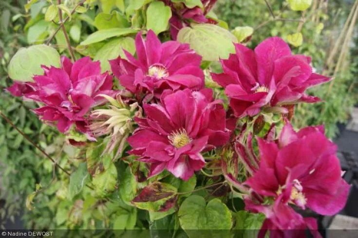 Клематис стар фото Clematis 'Red Star' - Ranunculacae - Clematite Clematite, Jardins, Plante