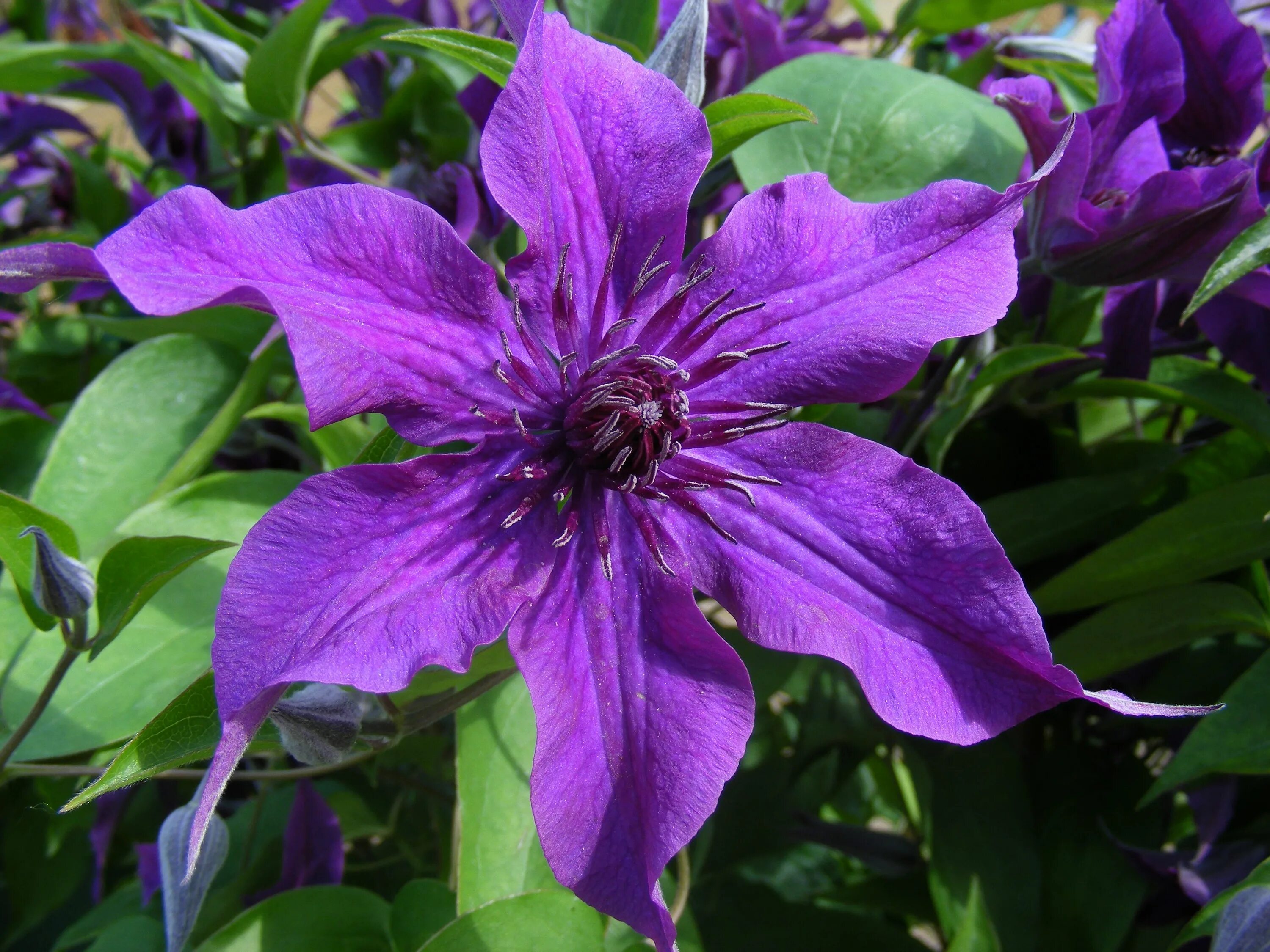 Клематис стар фото Clematis - Purple, red, pink and white Clematis, Garten