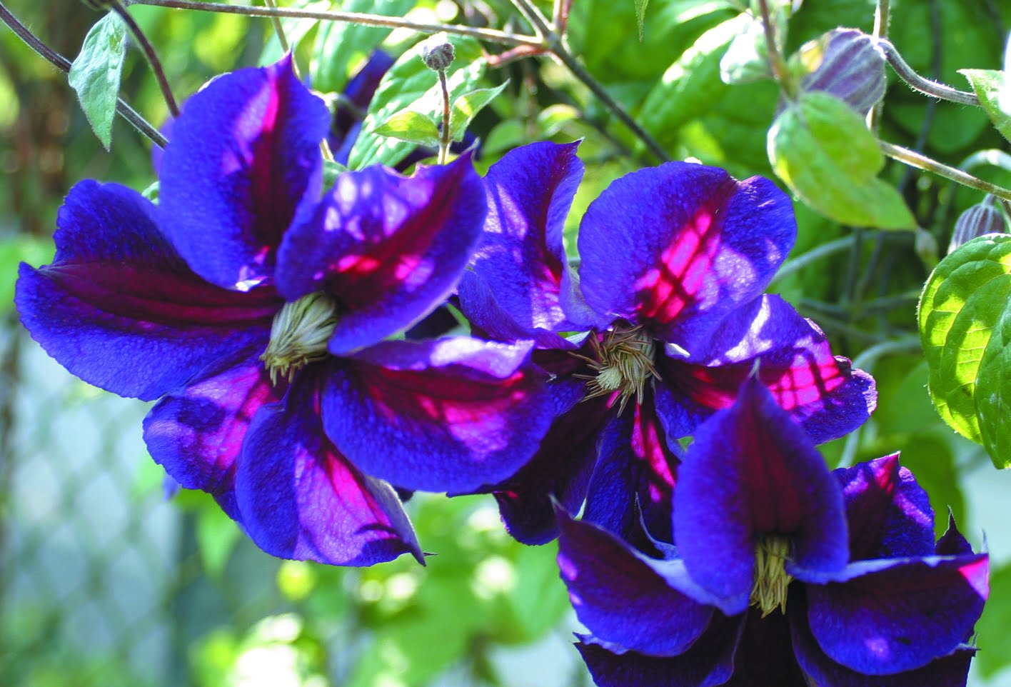 Клематис стар фото Storblommig klematis Clematis 'Star of India' Sveriges Trädgårdsmästare