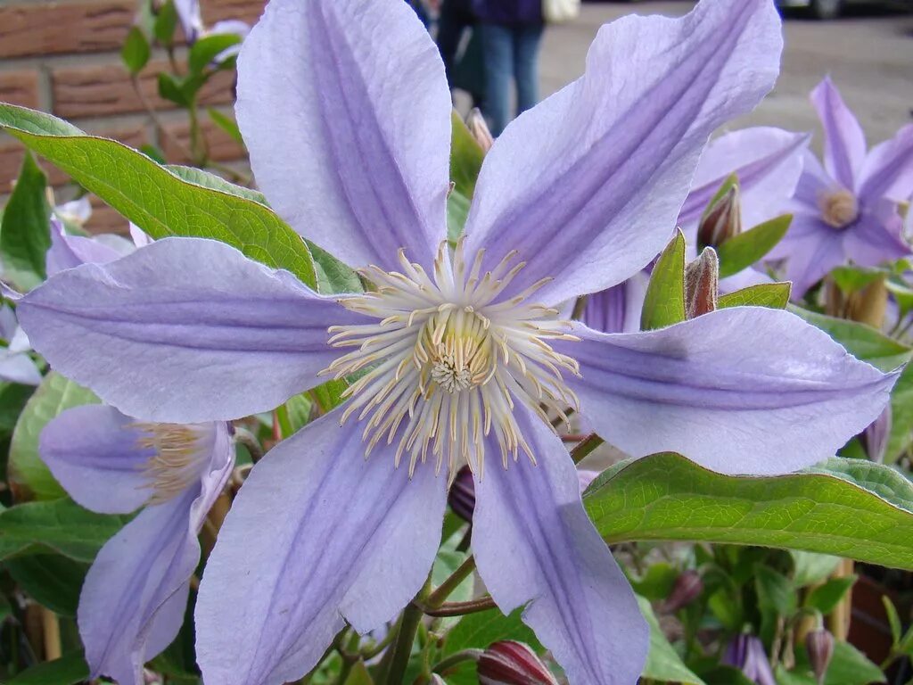 Клематис стар фото Clematis_Star_River