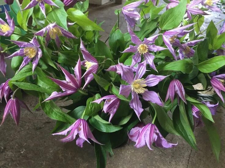 Клематис стар ривер фото Clematis 'East River' Clematis, Flower delivery, Gardening blog