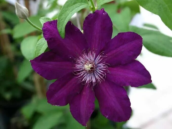 Клематис стасик фото Клематис (Clematis Stasik) класс А Сортовые и махровые клематисы. Декоративноцве