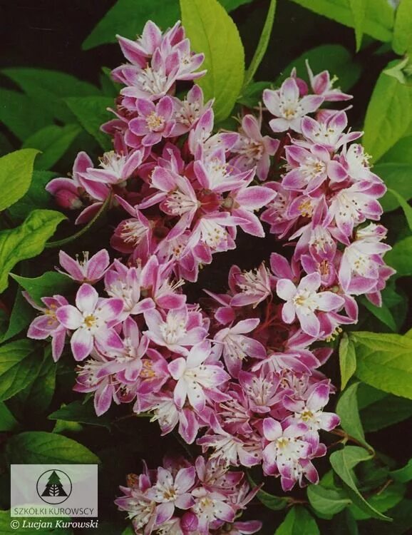 Клематис строуберри филдс фото Deutzia x hybrida 'Strawberry Fields' - Żylistek mieszańcowy 'Strawberry Fields'