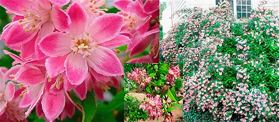 Клематис строуберри филдс фото Дейция гибридная Строуберри Филдс (Deutzia hybrida "Strawberry Fields")