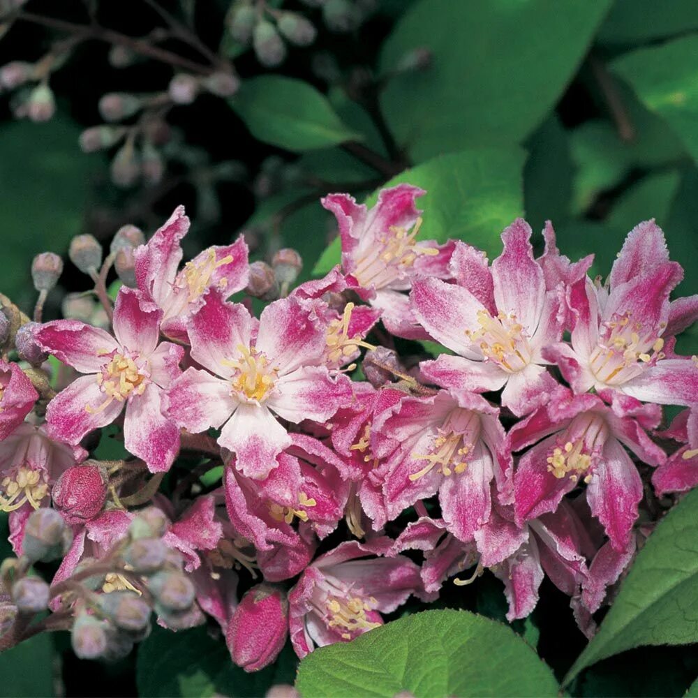 Клематис строуберри филдс фото Deutzia x hybrida 'Strawberry Fields' plants Strawberry fields, Large plants, Pl