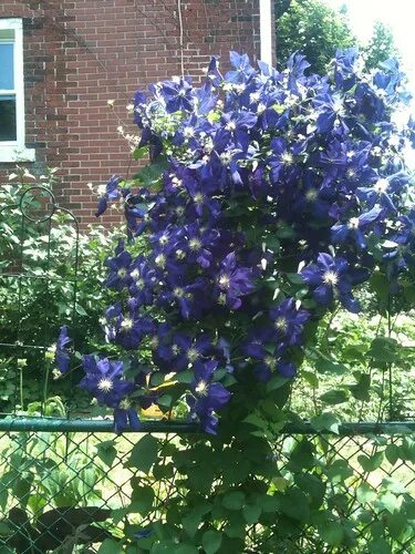 Клематис светлячок фото I believe this is an Indigo Sapphire clematis, like mine Flickr