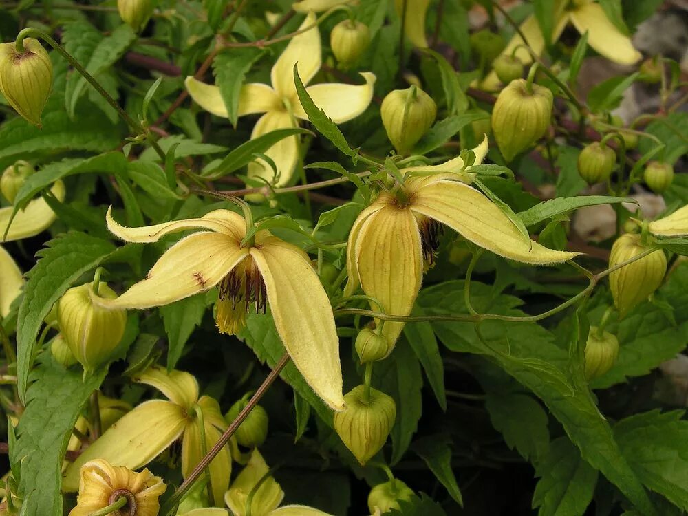 Клематис светлячок фото Clematis serratifolia - Image of an specimen - Plantarium