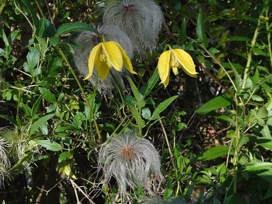 Клематис светлячок фото Clematis: Discover Small Flowering Vine and Shrub Varieties The Old Farmer's Alm