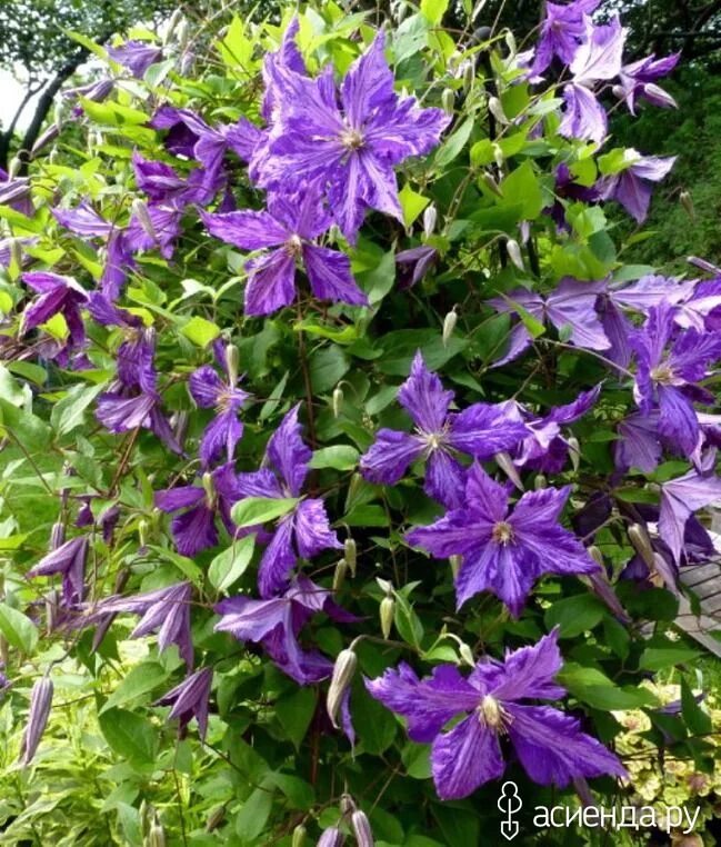 Клематис тае фото Черенкуем клематисы: Группа Клумбы и цветники Clematis, Plants, Garden