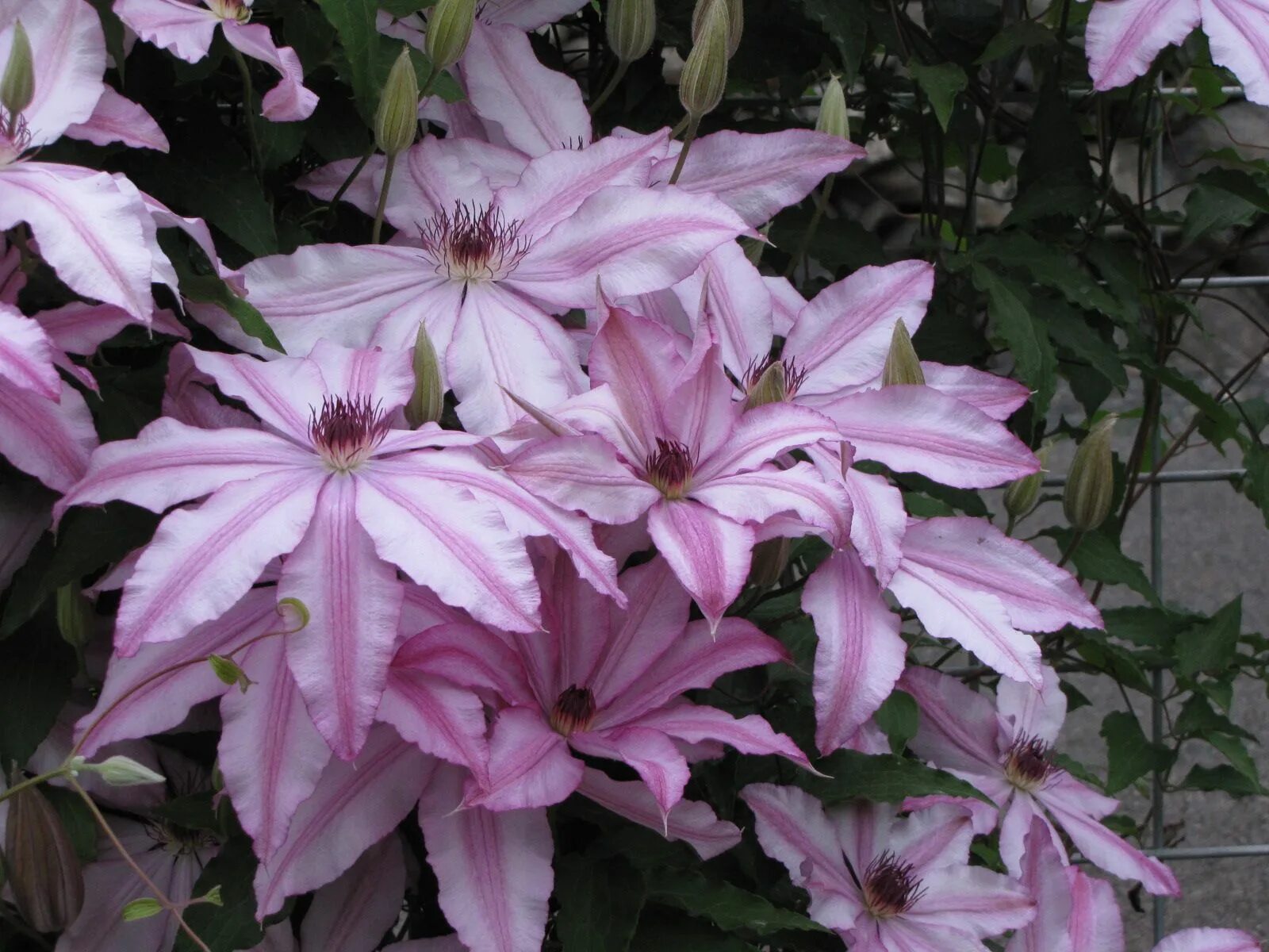 Клематис тае фото Clematis "John Warren" Цветы, Сад