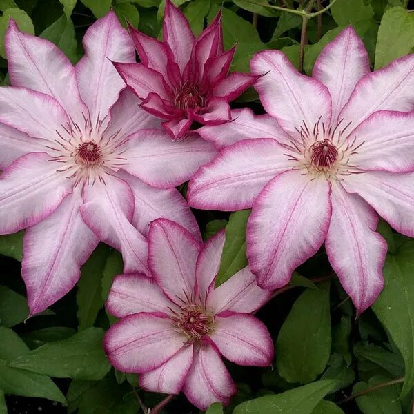 Клематис тае фото Clematis Tae Brushwood Nursery, Clematis Specialists