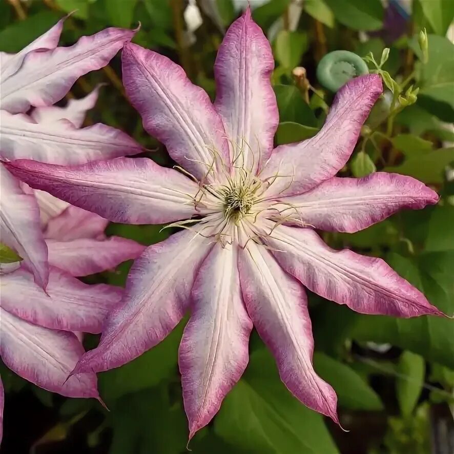 Клематис тае фото Клематис (Clematis Tae C2). Остаток шт 14