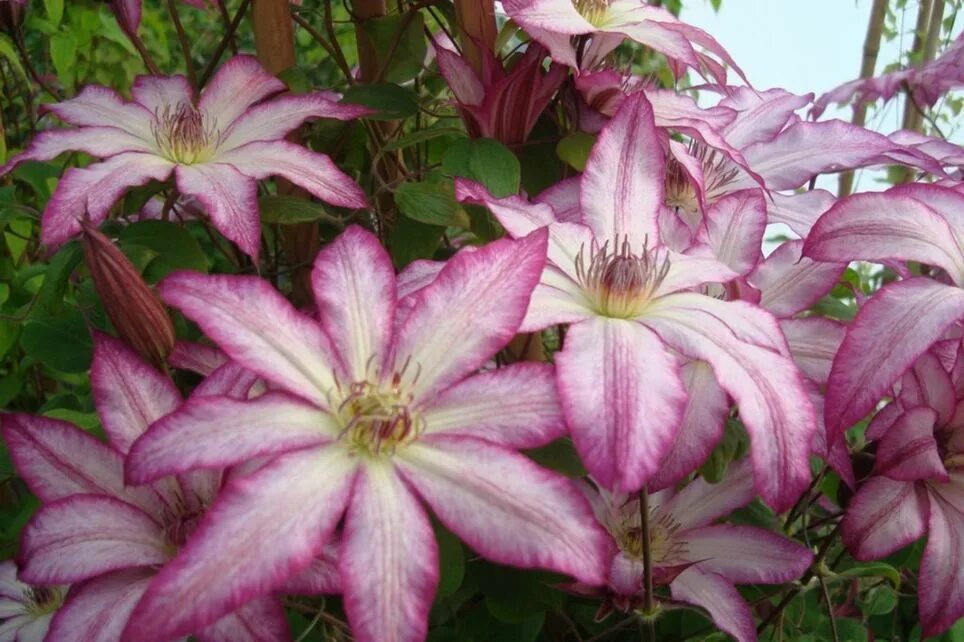 Клематис тае фото Клематис крупноцветковый Тае: купить в Москве саженцы Clematis Tae в питомнике "