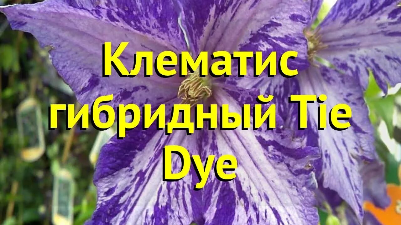 Клематис тай дай описание и фото Клематис гибридный Тай Дай. Краткий обзор, описание характеристик clematis Tie D