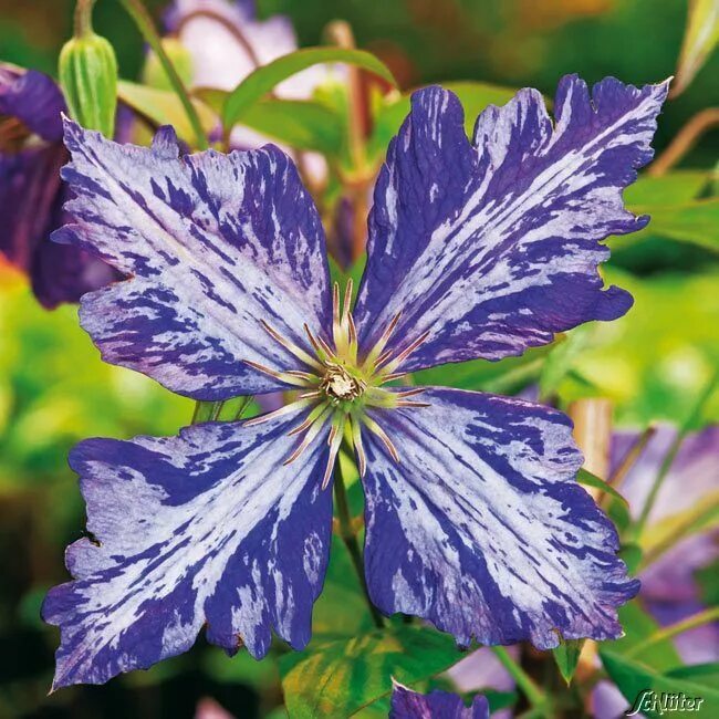 Клематис тай дай описание и фото Pin by Rhonda Manuel on Clematis Clematis jackmanii, Clematis, Clematis flower