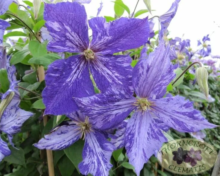 Клематис тай дай описание и фото Tie Dye summer blooming Klematis pro mou zahradu. Clematis, Clematis plants, Cle