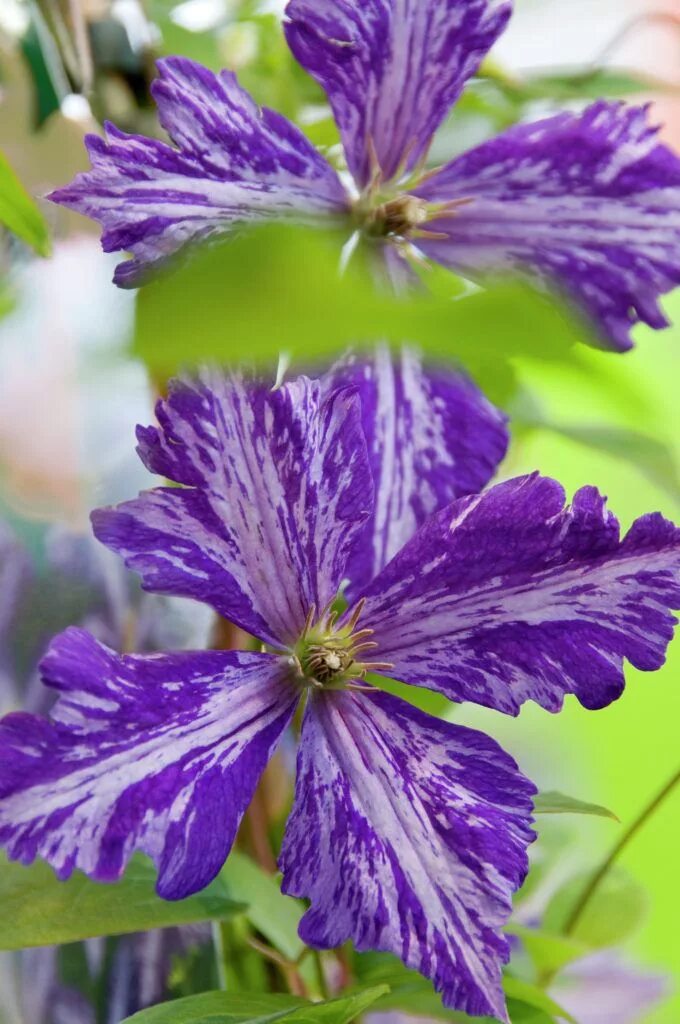 Клематис тай дай описание и фото Waldrebe 'Tie Dye' 'Clematis 'Tie Dye'' Clematis flower, Clematis, Purple flower