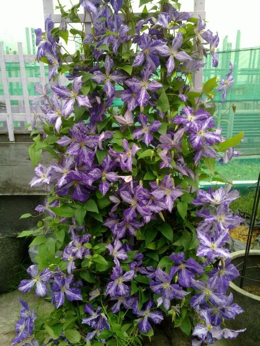 Клематис тай дай описание и фото clematis tie dye Clematis Tie Dye (Clematis Jackmanii) Clematis Pinterest Clemat