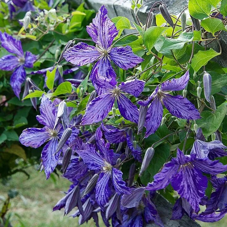 Клематис тай дай описание и фото Clematis 'Tie Dye' White flower farm, Clematis, Flower garden plans