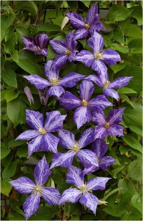 Клематис тай дай описание и фото Clematis 'Tie Dye' Fiori, Colori