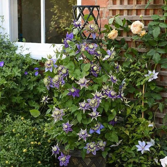 Клематис тайга фото Clematis Plant - Taiga Suttons