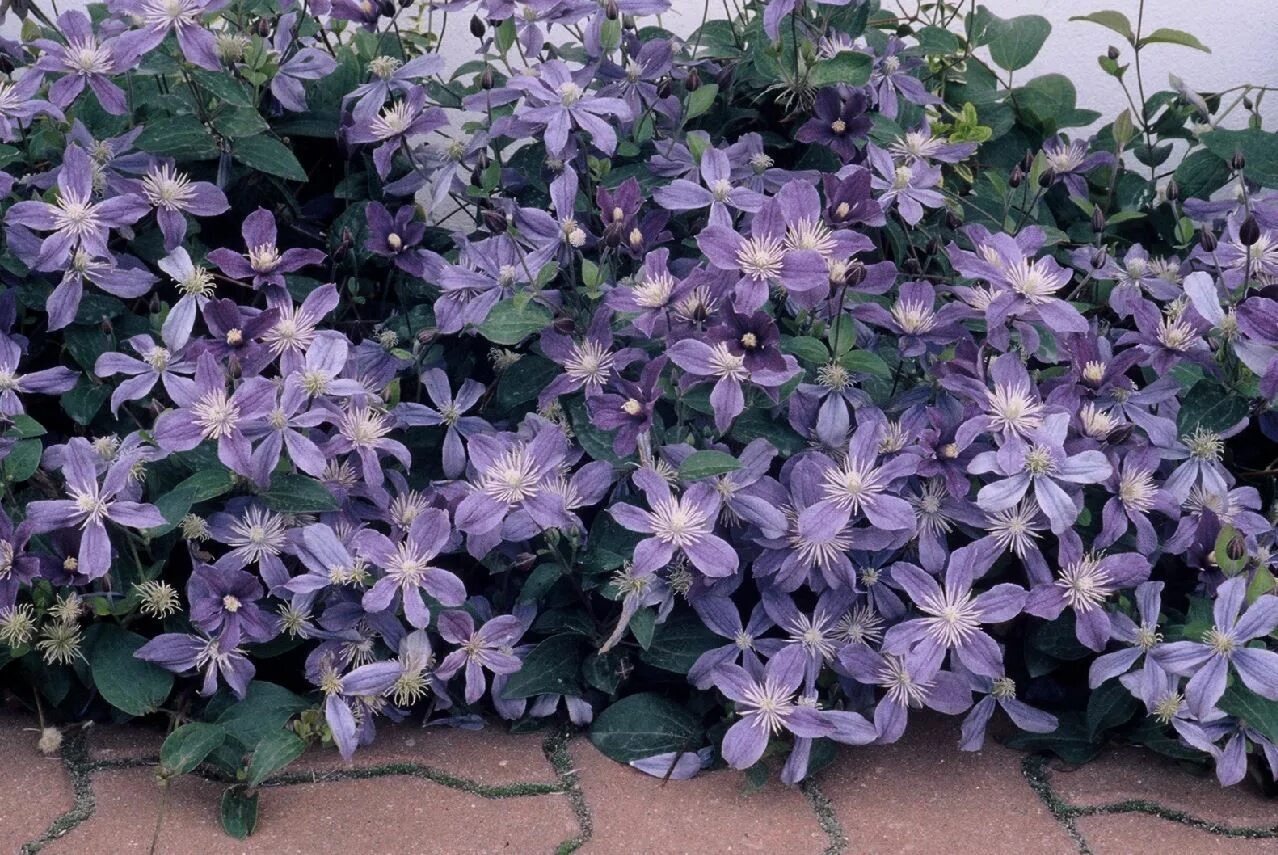 Клематис цельнолистный арабелла описание и фото Arabella Clematis Flowers perennials, Clematis, Ground cover