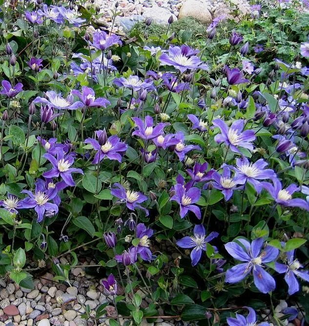 Клематис цельнолистный арабелла описание и фото Arabella' - nonclinging sprawler Ornamental horticulture, Clematis, Edible garde