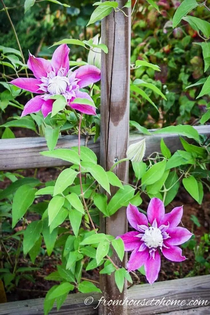 Клематис темптейшен фото Clematis Vine Care: Planting, Growing and Pruning Tips Perennial flowering vines