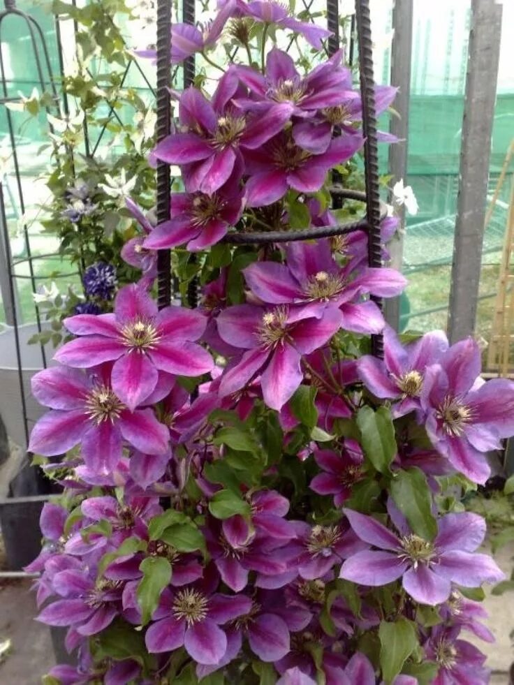 Клематис темптейшен фото Ideas que mejoran tu vida Clematis plants, Clematis, Clematis vine