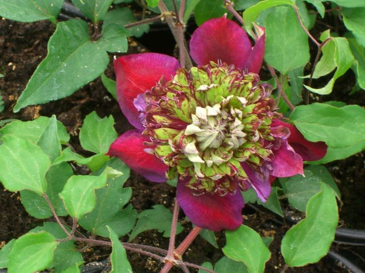 Клематис темптейшен фото i47264-Clematis-Temptation-Zotemp-PBR.JPG (805 × 604) Clematis, Baumschule horst