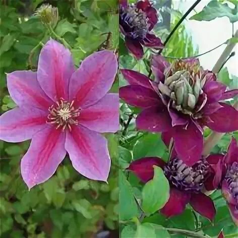 Клематис темптейшен фото Emerald Dream Clematis, Ground cover, Emerald