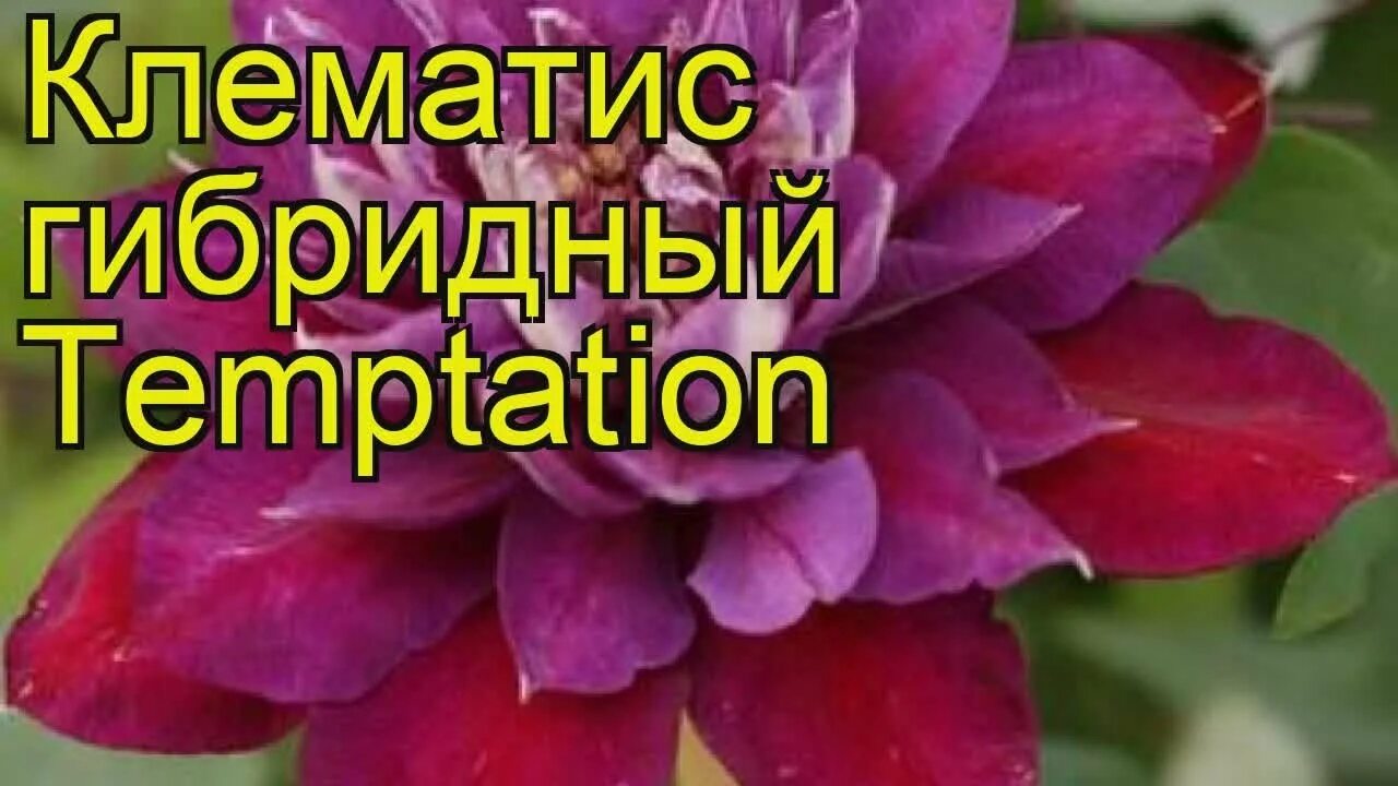 Клематис темптейшен фото Клематис гибридный Temptation. Краткий обзор, описание характеристик, где купить