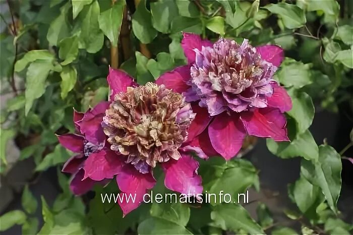 Клематис темптейшен фото Picture and description of Clematis 'Zotemp' (TEMPTATION)