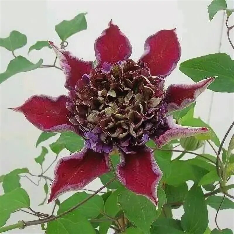 Клематис темптейшен фото Clematide Garten pflanzen, Clematis, Gartenpflanzen